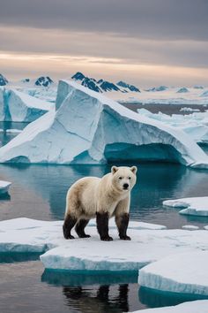 Arctic Wild: Discovering the Unique Wildlife of Greenland Polar Bear Aesthetic, Ice Animals, Arctic Exploration, Animal Poses, Antarctic Animals, Sustainable Fishing, Arctic Sea, Dream Future, Kingdom Animalia