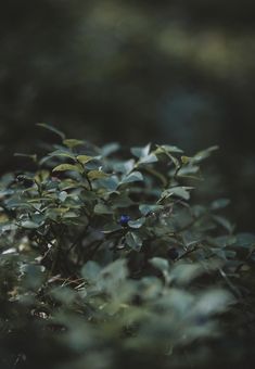 a bush with green leaves and blue berries growing on it's side in the woods