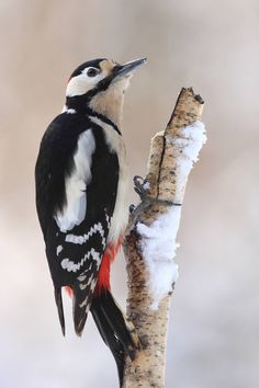 a black and white bird perched on a tree branch in the snow with it's beak open