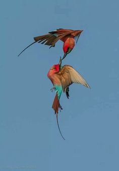 two birds are flying in the air together