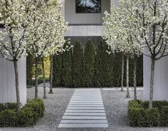 a walkway between two trees in front of a building with white flowers on the bushes