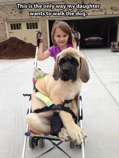 Funny Photos Funny, English Mastiff, Big Dog, Memes Humor, Big Dogs, Mans Best Friend, My Dog