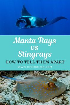 a stingfish swimming in the ocean with text overlay that reads, manta rays vs