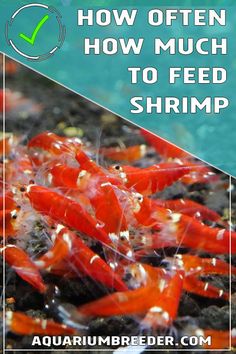 how often do you need to feed shrimp?