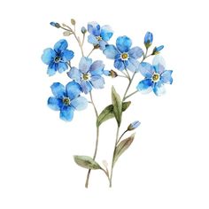 watercolor painting of blue flowers with green leaves and buds on a white background,