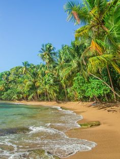 the beach is lined with palm trees and blue water