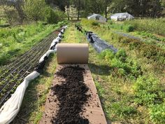 there are many different types of plants growing on the tracks in the field, and one is rolled up