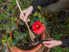 two hands are holding gardening utensils over a potted plant with a flower