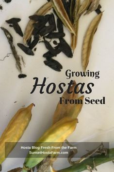 growing hostas from the farm with text overlay that reads, growing hostas from the farm