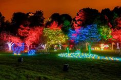 christmas lights on trees and bushes in a park