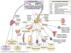 the diagram shows different types of organ systems and their functions in which they are attached to each other