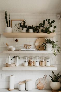 some shelves with plants and jars on them