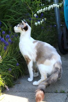 a cat sitting on the ground next to some flowers