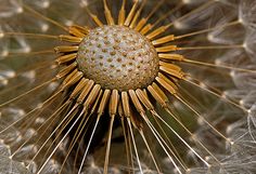 a dandelion with lots of tiny seeds on it