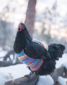 a black chicken wearing a multicolored knitted sweater on top of snow covered ground