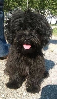 a small black dog sitting on top of a gravel road next to a person's legs