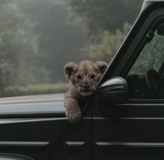 a small lion cub sticking its head out the window of a truck with trees in the background