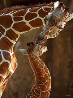 two giraffes standing next to each other with their heads touching the neck of another giraffe