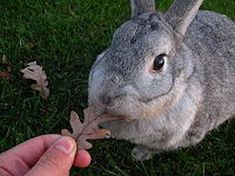 a person holding a leaf in front of a rabbit