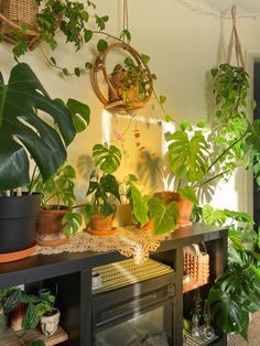 many houseplants and plants are on display in the corner of a living room