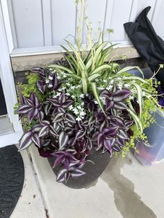 a potted plant with purple and white flowers sitting on the front porch next to a door