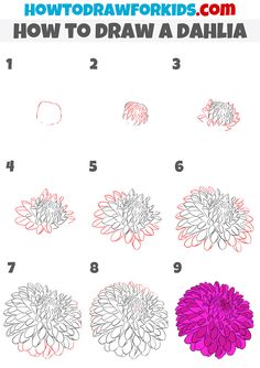 how to draw a dahlia flower with step by step instructions for kids and adults