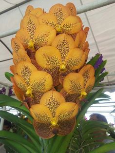 an orange and yellow flower with lots of leaves in the foreground under a white tent