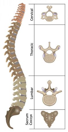 the diagram shows different types of bones and their attachments for each type of animal