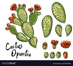 cactus plants and flowers with the words cactus opunta