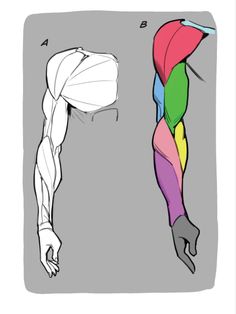 an image of a man's arm and leg muscles in different colors, from the front to the back