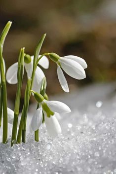 snowdrops sprouting out of the snow with water droplets on it's surface