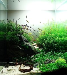 an aquarium filled with lots of green plants