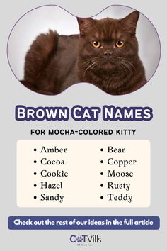 the brown cat names poster is shown