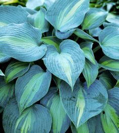 blue and green leaves are growing in the garden