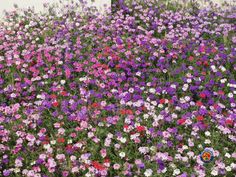 many different colored flowers growing on the side of a building