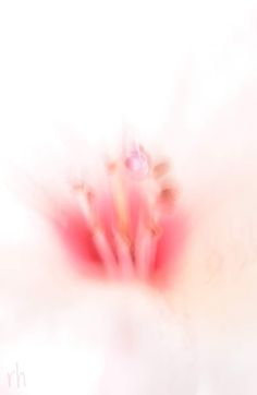 blurry photograph of pink flowers on white background