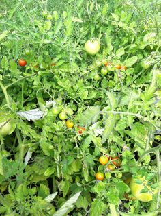 tomatoes growing on the vine in an open field