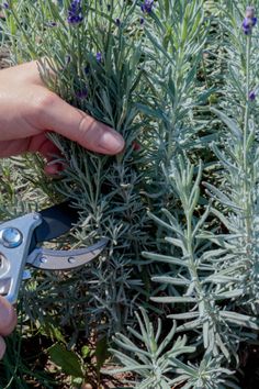 a pair of scissors are being used to trim a plant with lavender flowers in the background