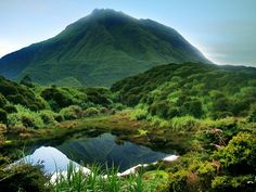 there is a small pond in the middle of some grass and bushes with a mountain in the background