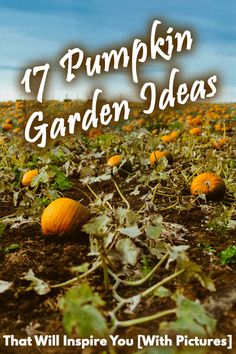 Garden Design Inspiration: Pumpkin Garden Ideas Pumpkin Patch Garden Ideas, Pumpkin Patch Garden, Pumpkin Growing, Tall Trellis, Garden Field