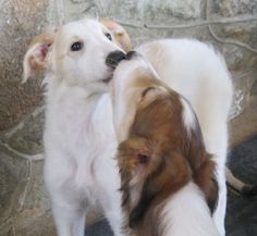 two puppies standing next to each other in front of a stone wall