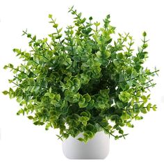 a potted plant with green leaves in it