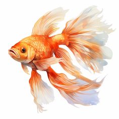 a goldfish with white and orange fins is swimming in the water on a white background