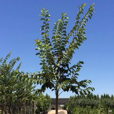 a small tree in the middle of a garden