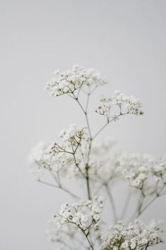 small white flowers in a glass vase on a table