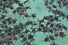 an image of sea turtles swimming in the water