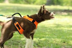 a brown and white dog wearing an orange life jacket on a leash in the grass