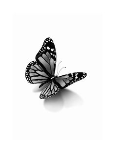 a black and white butterfly flying in the air