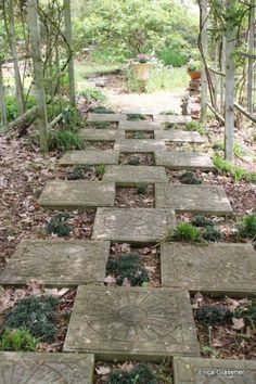 a stone path in the woods with plants growing on it