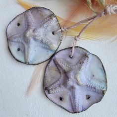 two sea urchins are sitting on a table next to feathers and a feather quill